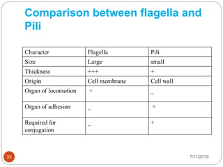 Comparison between flagella and
Pili
7/11/201933
 