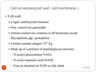 Cell envelopes(cell wall, cell membrane )
 Cell wall:
 a rigid, multilayered structure
 Non -selectively permeable
 Almost exclusively common in all bacterium except
Mycoplasma spp., protoplasm
 Contain somatic antigen “O” Ag.
 Made up of a polymer of peptidoglycan (murein):
 N-acetyl glucosamine( NAG)
 N-acetyl muramic acid (NAM)
 Four aa attached on NAM as side chain 7/11/201934
 