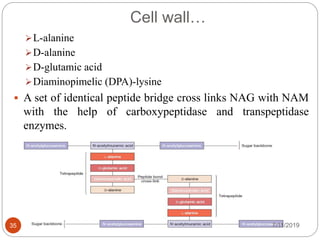Cell wall…
L-alanine
D-alanine
D-glutamic acid
Diaminopimelic (DPA)-lysine
 A set of identical peptide bridge cross links NAG with NAM
with the help of carboxypeptidase and transpeptidase
enzymes.
7/11/201935
 