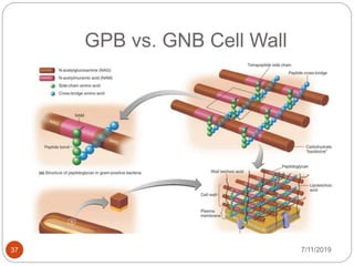 GPB vs. GNB Cell Wall
7/11/201937
 