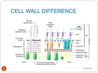 CELL WALL DIFFERENCE
7/11/201939
 