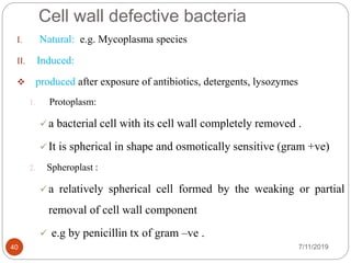 Cell wall defective bacteria
I. Natural: e.g. Mycoplasma species
II. Induced:
 produced after exposure of antibiotics, detergents, lysozymes
1. Protoplasm:
 a bacterial cell with its cell wall completely removed .
 It is spherical in shape and osmotically sensitive (gram +ve)
2. Spheroplast :
 a relatively spherical cell formed by the weaking or partial
removal of cell wall component
 e.g by penicillin tx of gram –ve .
7/11/201940
 