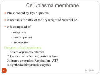 Cell /plasma membrane
 Phospholipid by layer +protein
 It accounts for 30% of the dry weight of bacterial cell.
 It is composed of
 60% protein
 20-30% lipids and
 10-20% CHO
Function of cell membrane
1. Selective permeable/barrier
2.Transport of molecules(passive, active)
3. Energy generation: Respiration –ATP
4. Synthesize biosynthetic enzymes
7/11/201943
 