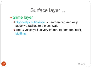 Surface layer…
7/11/201947
 Slime layer
Glycocalyx substance is unorganized and only
loosely attached to the cell wall.
The Glycocalyx is a very important component of
biofilms.
 