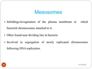 Mesosomes
 Infoldings/invagination of the plasma membrane in which
bacterial chromosomes attached to it.
 Often found near dividing line in bacteria
 Involved in segregation of newly replicated chromosomes
following DNA replication.
7/11/201948
 
