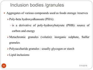 Inclusion bodies /granules
 Aggregates of various compounds used as foods storage /reserves
Poly-beta hydroxyalkanoate (PHA):
is a derivative of poly-hydroxybutyrate (PHB): source of
carbon and energy
Metachromic granules (volutin): inorganic sulphate, Sulfur
granules
Polysaccharide granules : usually glycogen or starch
Lipid inclusions
7/11/201950
 