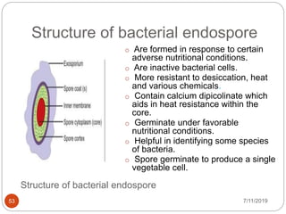 Structure of bacterial endospore
7/11/201953
Structure of bacterial endospore
o Are formed in response to certain
adverse nutritional conditions.
o Are inactive bacterial cells.
o More resistant to desiccation, heat
and various chemicals.
o Contain calcium dipicolinate which
aids in heat resistance within the
core.
o Germinate under favorable
nutritional conditions.
o Helpful in identifying some species
of bacteria.
o Spore germinate to produce a single
vegetable cell.
 