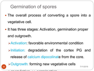 Germination of spores
 The overall process of converting a spore into a
vegetative cell.
 It has three stages: Activation, germination proper
and outgrowth.
Activation: favorable environmental condition
Initiation: degradation of the cortex PG and
release of calcium dipocolinate from the core.
Outgrowth: forming new vegetative cells
7/11/201955
 