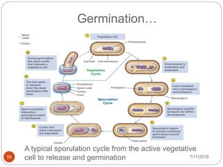 7/11/201956
Germination…
A typical sporulation cycle from the active vegetative
cell to release and germination
 
