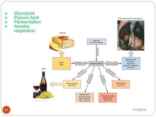 7/11/201961
 Glycolysis
 Pyruvic Acid
 Fermentation
 Aerobic
respiration
 