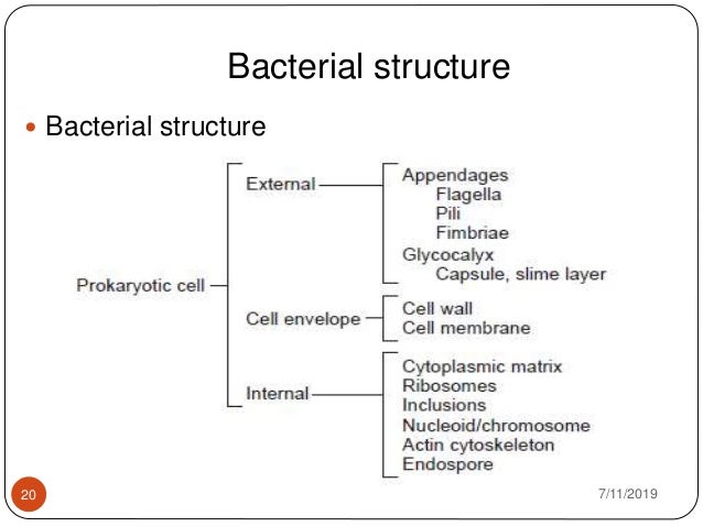 2. Prokaryotic and eukaryotic cell structure