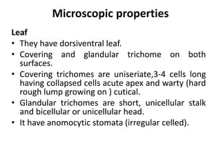 Microscopic properties
Leaf
• They have dorsiventral leaf.
• Covering and glandular trichome on both
surfaces.
• Covering trichomes are uniseriate,3-4 cells long
having collapsed cells acute apex and warty (hard
rough lump growing on ) cutical.
• Glandular trichomes are short, unicellular stalk
and bicellular or unicellular head.
• It have anomocytic stomata (irregular celled).
 