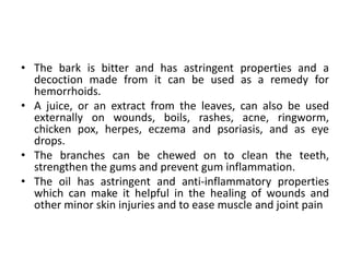 • The bark is bitter and has astringent properties and a
decoction made from it can be used as a remedy for
hemorrhoids.
• A juice, or an extract from the leaves, can also be used
externally on wounds, boils, rashes, acne, ringworm,
chicken pox, herpes, eczema and psoriasis, and as eye
drops.
• The branches can be chewed on to clean the teeth,
strengthen the gums and prevent gum inflammation.
• The oil has astringent and anti-inflammatory properties
which can make it helpful in the healing of wounds and
other minor skin injuries and to ease muscle and joint pain
 