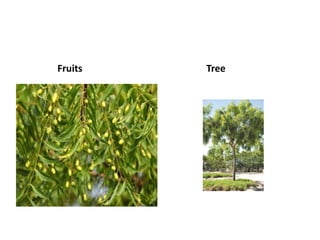 Fruits Tree
 
