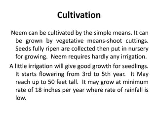 Cultivation
Neem can be cultivated by the simple means. It can
be grown by vegetative means-shoot cuttings.
Seeds fully ripen are collected then put in nursery
for growing. Neem requires hardly any irrigation.
A little irrigation will give good growth for seedlings.
It starts flowering from 3rd to 5th year. It May
reach up to 50 feet tall. It may grow at minimum
rate of 18 inches per year where rate of rainfall is
low.
 