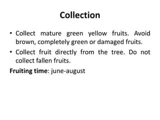 Collection
• Collect mature green yellow fruits. Avoid
brown, completely green or damaged fruits.
• Collect fruit directly from the tree. Do not
collect fallen fruits.
Fruiting time: june-august
 