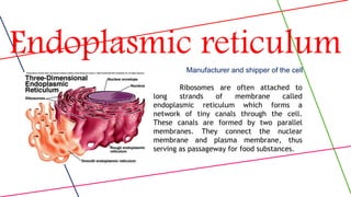 2. cell structure and functions | PPTX