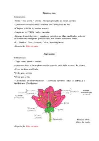 2. gimnosperma e angiosperma | DOCX