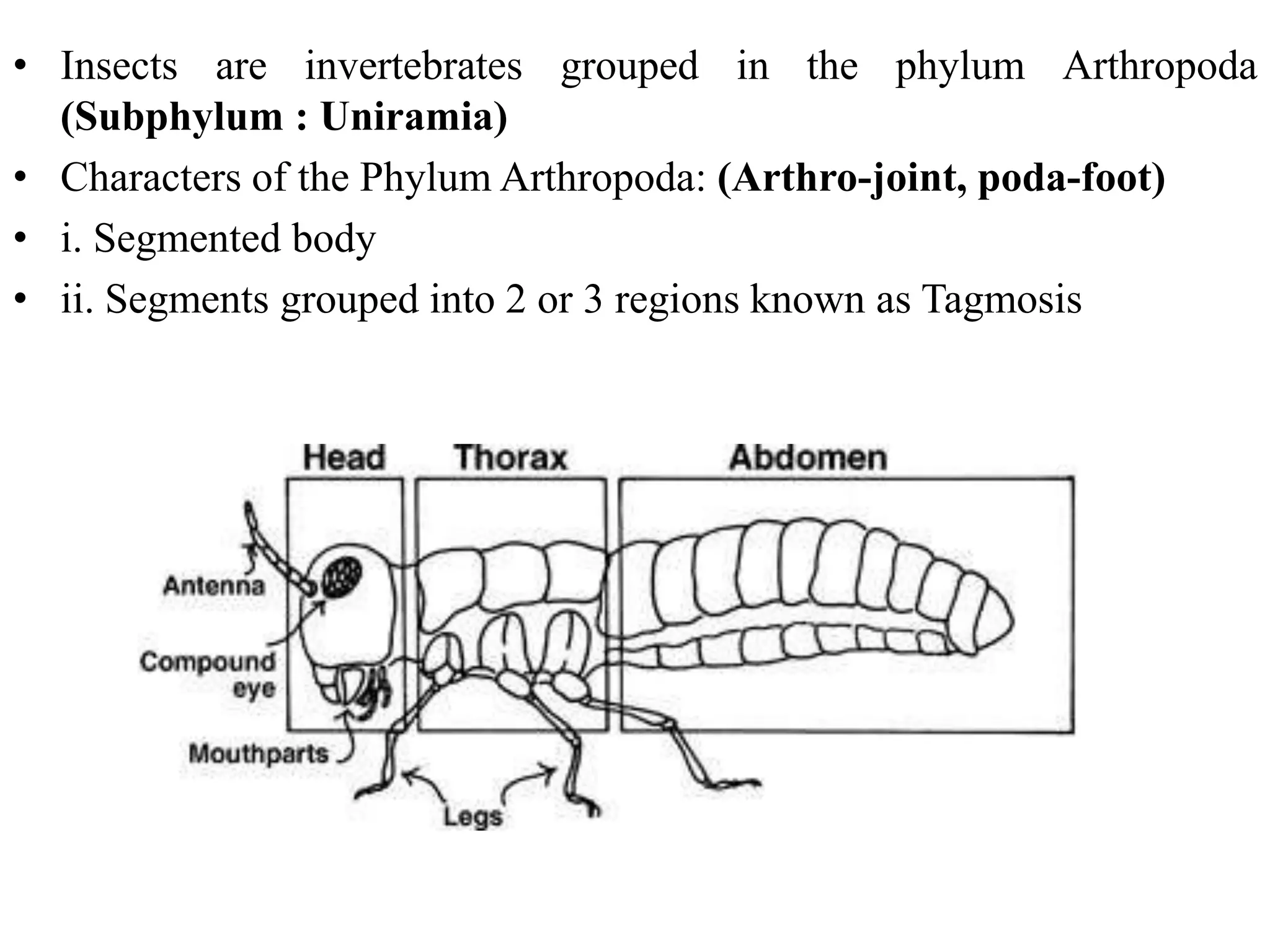 Position of insects in animal kingdom and their relationship with other ...