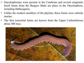 Position of insects in animal kingdom and their relationship with other ...