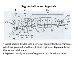 Position of insects in animal kingdom and their relationship with other ...