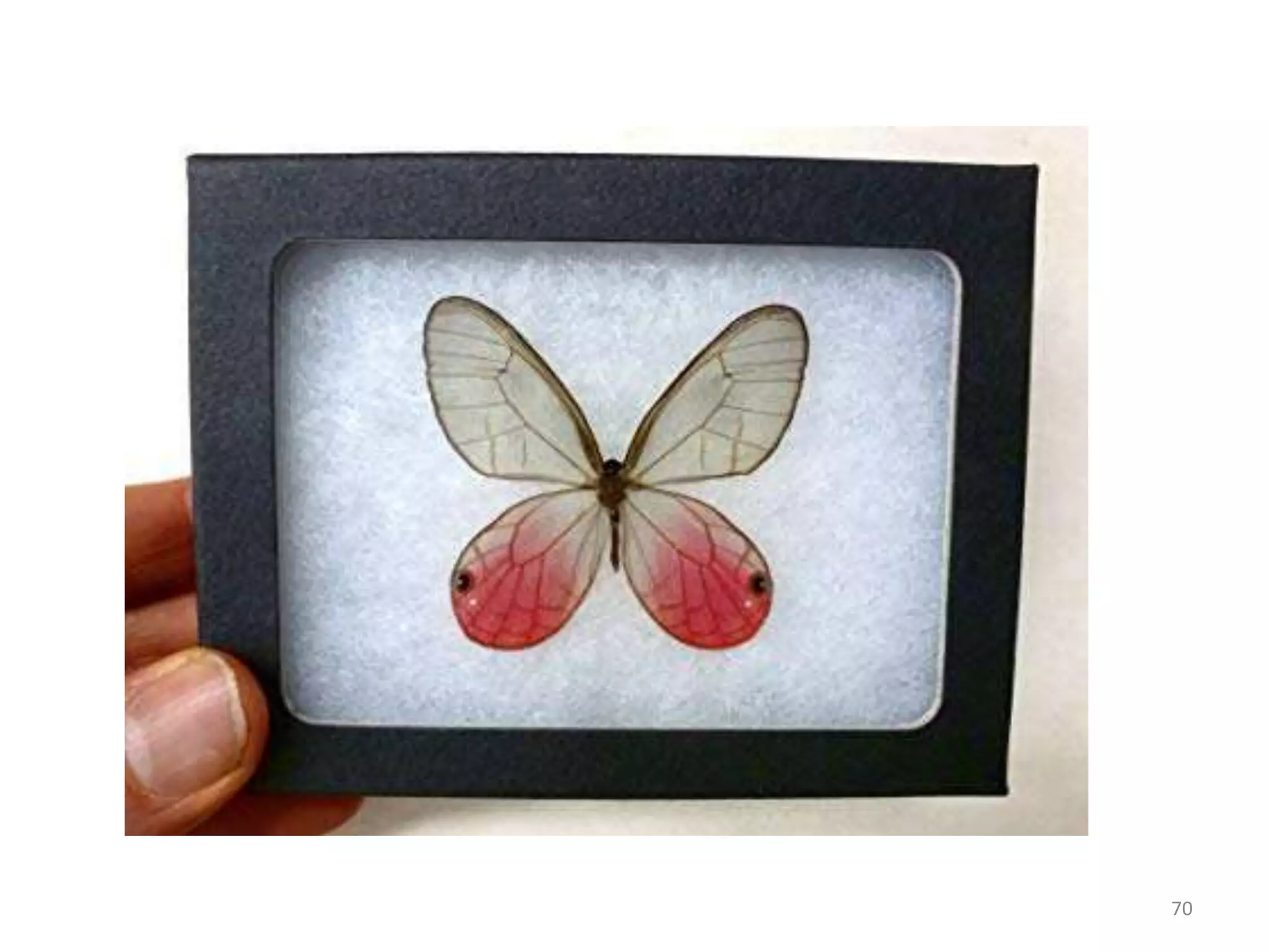 Methods of insect collection, preservation, display and storage by Dr ...