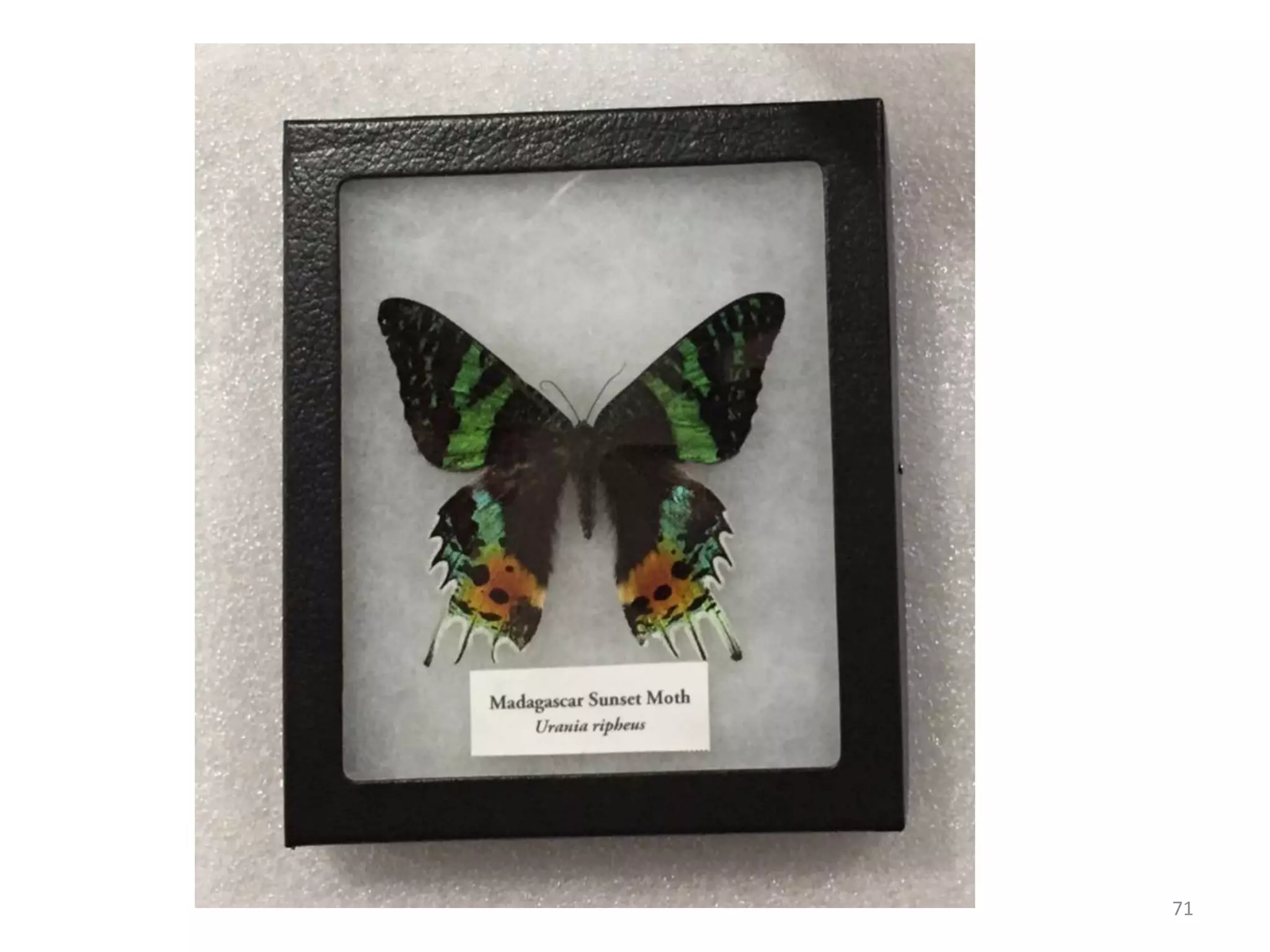 Methods of insect collection, preservation, display and storage by Dr ...