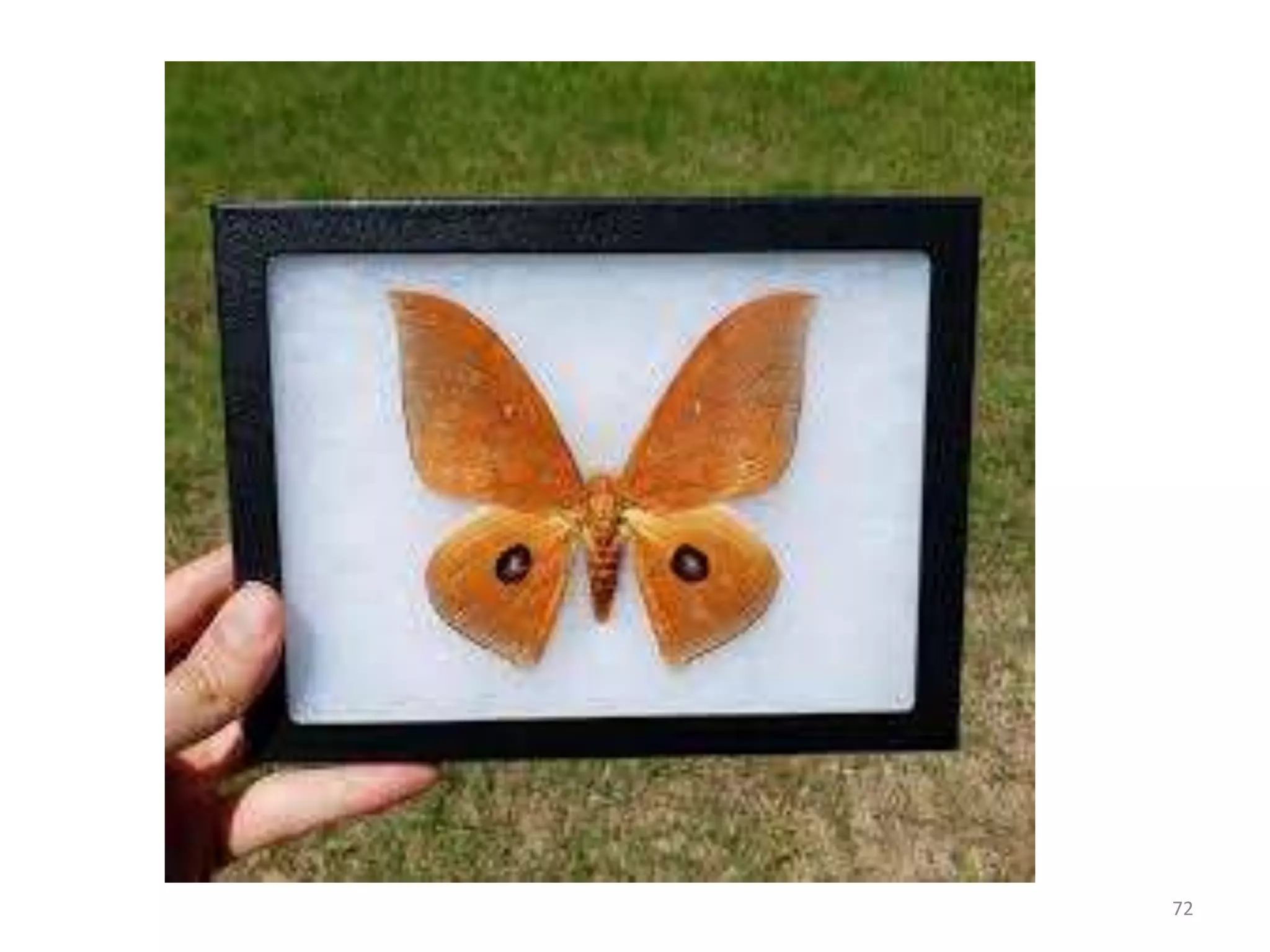 Methods of insect collection, preservation, display and storage by Dr ...