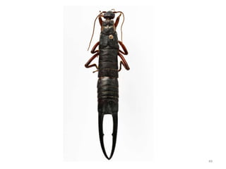 Methods of insect collection, preservation, display and storage by Dr ...