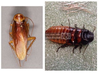 Methods of insect collection, preservation, display and storage by Dr ...
