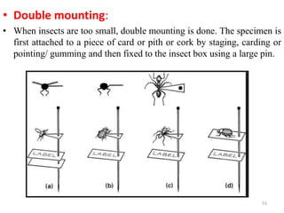 Methods of insect collection, preservation, display and storage by Dr ...