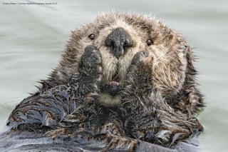 20 Funniest Finalists Of Comedy Wildlife Photography Awards 2019