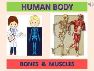 HUMAN BODY
BONES & MUSCLES
 