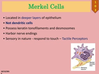 Merkel Cells
• Located in deeper layers of epithelium
• Not dendritic cells
• Possess keratin tonofilaments and desmosomes
• Harbor nerve endings
• Sensory in nature - respond to touch – Tactile Perceptors
10/12/201
1
0
3
 
