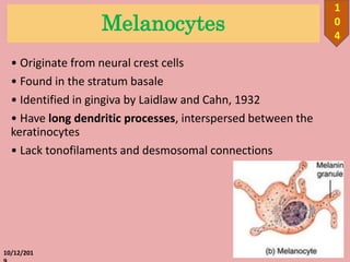 Melanocytes
• Originate from neural crest cells
• Found in the stratum basale
• Identified in gingiva by Laidlaw and Cahn, 1932
• Have long dendritic processes, interspersed between the
keratinocytes
• Lack tonofilaments and desmosomal connections
10/12/201
1
0
4
 
