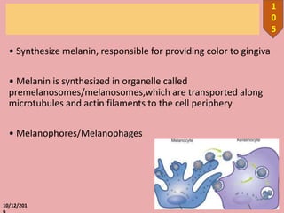 • Synthesize melanin, responsible for providing color to gingiva
• Melanin is synthesized in organelle called
premelanosomes/melanosomes,which are transported along
microtubules and actin filaments to the cell periphery
• Melanophores/Melanophages
10/12/201
1
0
5
 