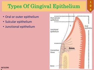 Types Of Gingival Epithelium
• Oral or outer epithelium
• Sulcular epithelium
• Junctional epithelium
10/12/201
1
0
6
 