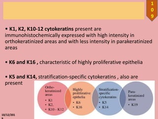 • K1, K2, K10-12 cytokeratins present are
immunohistochemically expressed with high intensity in
orthokeratinized areas and with less intensity in parakeratinized
areas
• K6 and K16 , characteristic of highly proliferative epithelia
• K5 and K14, stratification-specific cytokeratins , also are
present
10/12/201
1
0
9
 