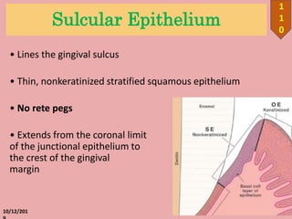 Sulcular Epithelium
• Lines the gingival sulcus
• Thin, nonkeratinized stratified squamous epithelium
• No rete pegs
• Extends from the coronal limit
of the junctional epithelium to
the crest of the gingival
margin
10/12/201
1
1
0
 
