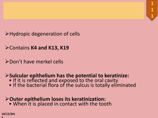 Hydropic degeneration of cells
Contains K4 and K13, K19
Don’t have merkel cells
Sulcular epithelium has the potential to keratinize:
• If it is reflected and exposed to the oral cavity
• If the bacterial flora of the sulcus is totally eliminated
Outer epithelium loses its keratinization:
• When it is placed in contact with the tooth
10/12/201
1
1
1
 