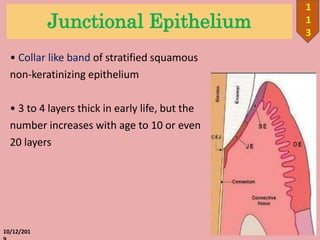 Junctional Epithelium
• Collar like band of stratified squamous
non-keratinizing epithelium
• 3 to 4 layers thick in early life, but the
number increases with age to 10 or even
20 layers
10/12/201
1
1
3
 