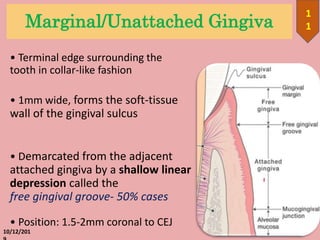 Marginal/Unattached Gingiva
• Terminal edge surrounding the
tooth in collar-like fashion
• 1mm wide, forms the soft-tissue
wall of the gingival sulcus
• Demarcated from the adjacent
attached gingiva by a shallow linear
depression called the
free gingival groove- 50% cases
• Position: 1.5-2mm coronal to CEJ
10/12/201
1
1
 