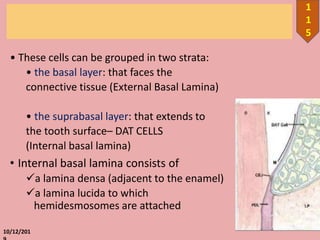 • These cells can be grouped in two strata:
• the basal layer: that faces the
connective tissue (External Basal Lamina)
• the suprabasal layer: that extends to
the tooth surface– DAT CELLS
(Internal basal lamina)
• Internal basal lamina consists of
a lamina densa (adjacent to the enamel)
a lamina lucida to which
hemidesmosomes are attached
10/12/201
1
1
5
 