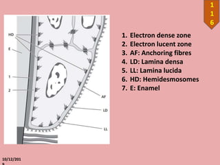 10/12/201
1
1
6
1. Electron dense zone
2. Electron lucent zone
3. AF: Anchoring fibres
4. LD: Lamina densa
5. LL: Lamina lucida
6. HD: Hemidesmosomes
7. E: Enamel
 