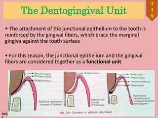 The Dentogingival Unit
• The attachment of the junctional epithelium to the tooth is
reinforced by the gingival fibers, which brace the marginal
gingiva against the tooth surface
• For this reason, the junctional epithelium and the gingival
fibers are considered together as a functional unit
10/12/201
1
1
9
 