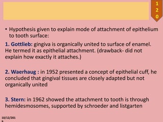 • Hypothesis given to explain mode of attachment of epithelium
to tooth surface:
1. Gottlieb: gingiva is organically united to surface of enamel.
He termed it as epithelial attachment. (drawback- did not
explain how exactly it attaches.)
2. Waerhaug : in 1952 presented a concept of epithelial cuff, he
concluded that gingival tissues are closely adapted but not
organically united
3. Stern: in 1962 showed the attachment to tooth is through
hemidesmosomes, supported by schroeder and listgarten
10/12/201
1
2
0
 