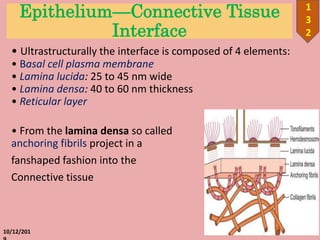 Epithelium—Connective Tissue
Interface
• Ultrastructurally the interface is composed of 4 elements:
• Basal cell plasma membrane
• Lamina lucida: 25 to 45 nm wide
• Lamina densa: 40 to 60 nm thickness
• Reticular layer
• From the lamina densa so called
anchoring fibrils project in a
fanshaped fashion into the
Connective tissue
10/12/201
1
3
2
 
