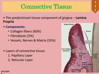 Connective Tissue
• The predominant tissue component of gingiva – Lamina
Propria
• Components:
• Collagen fibers (60%)
• Fibroblasts (5%)
• Vessels, Nerves & Matrix (35%)
• Layers of connective tissue:
1. Papillary Layer
2. Reticular Layer
10/12/201
1
3
5
 