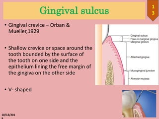 Gingival sulcus
• Gingival crevice – Orban &
Mueller,1929
• Shallow crevice or space around the
tooth bounded by the surface of
the tooth on one side and the
epithelium lining the free margin of
the gingiva on the other side
• V- shaped
10/12/201
1
3
 