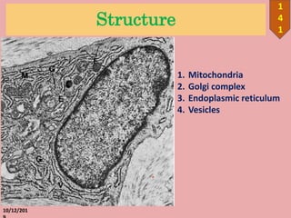 Structure
10/12/201
1
4
1
1. Mitochondria
2. Golgi complex
3. Endoplasmic reticulum
4. Vesicles
 